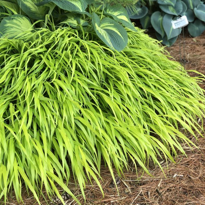 Hakonechloa