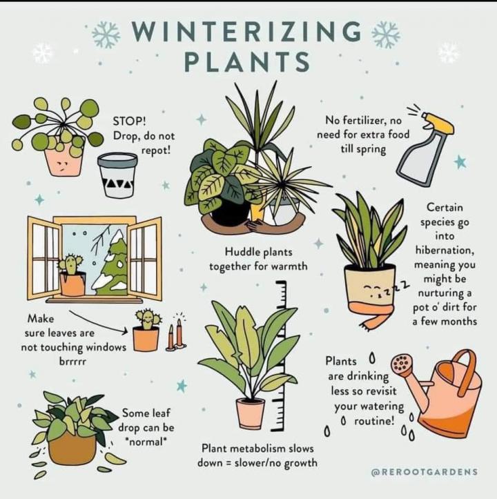 Do indoor plants care about winter