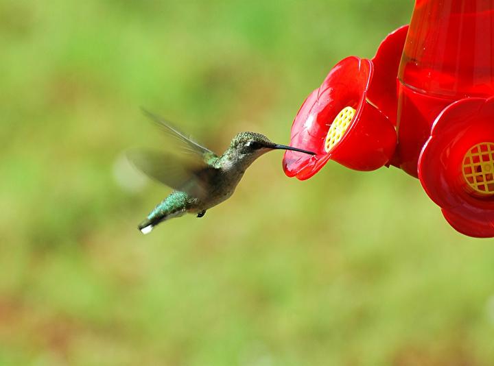 hummingbird-feeder-1617433_1920.jpg