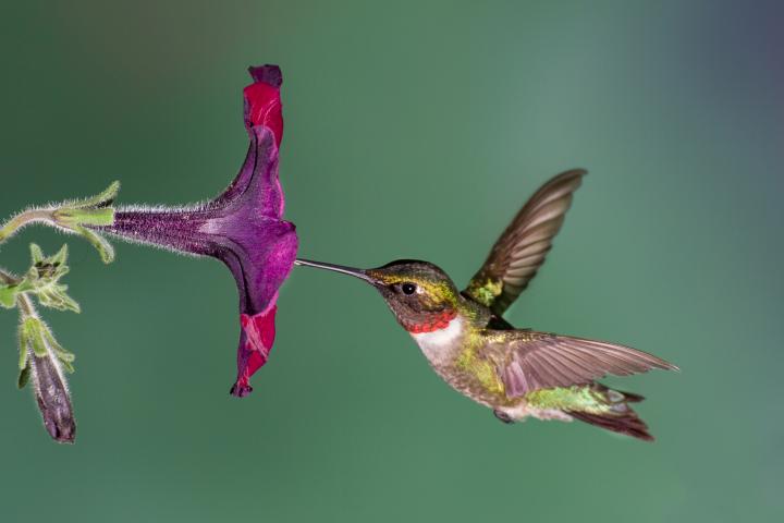 hummingbird-gettyimages-477577782_0.jpg
