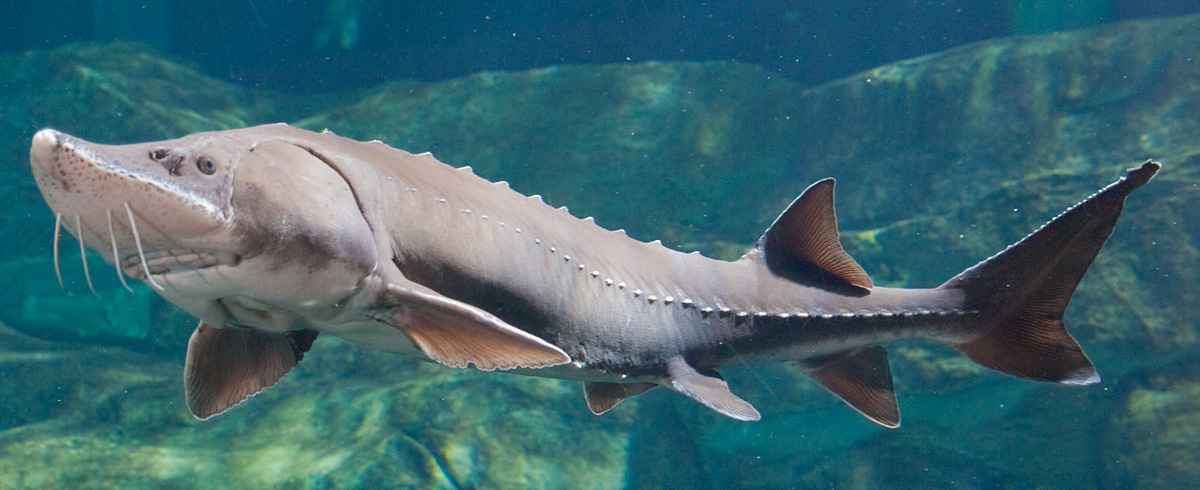 The word "sturgeon" means "the stirrer," which is what this giant fish does when it is looking for food; it stirs up the mud and silt on river and lake bottoms. Notice the pointed snout and whisker-like tactile organs near the mouth. Credit: Tennessee Aquarium..jpg