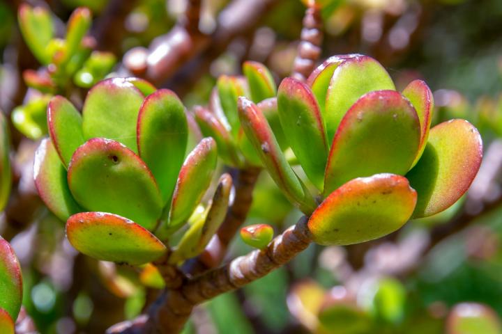 jade plant. Photo by Mauricio Acosta Rojas/Shutterstock.