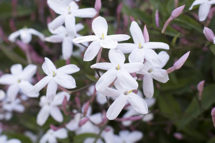 Jasmine Flowers