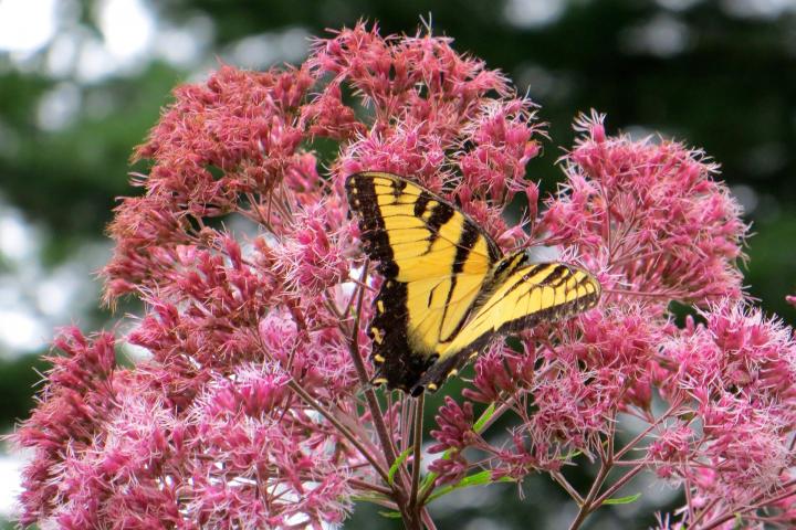 joe pye weed with yellow butterfly