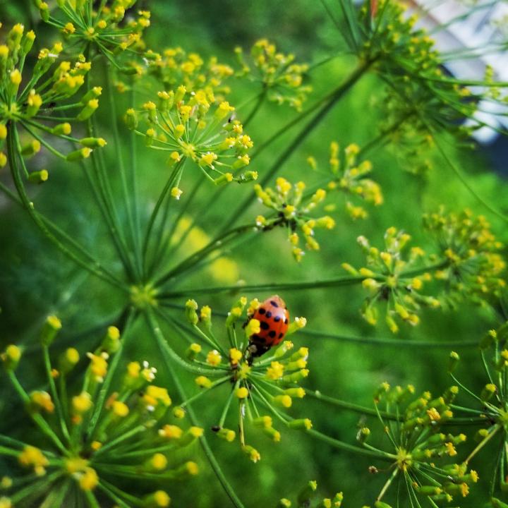ladybug-4986153_1920_full_width.jpg