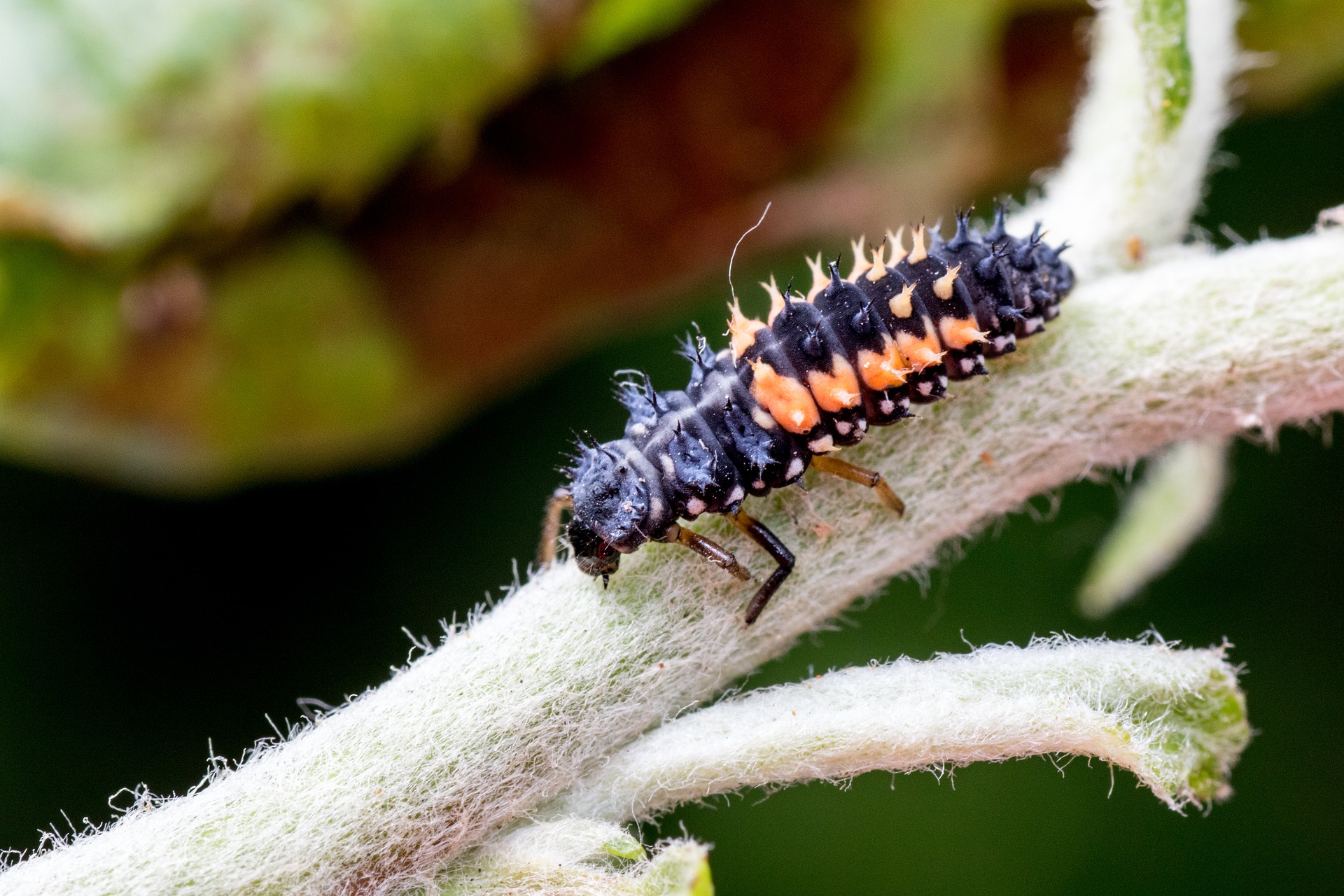 Ladybug larva