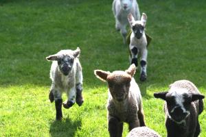 lamb-frolicking