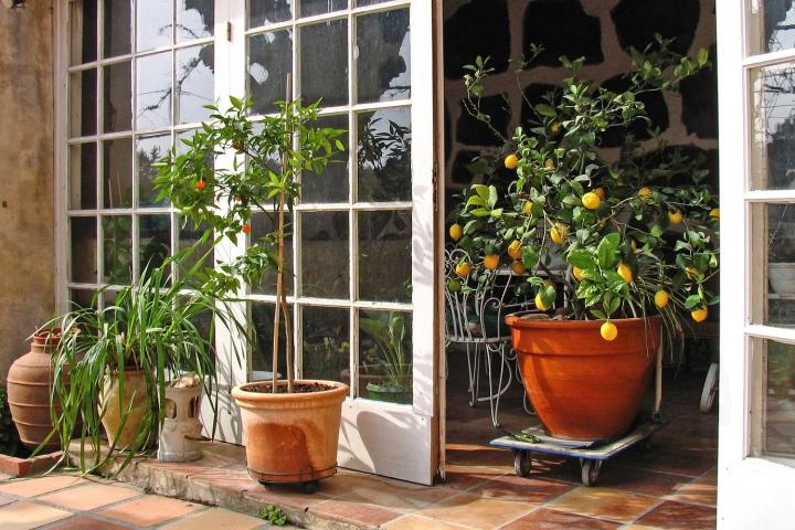 Lemon trees in containers