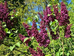 lilac-3398487_640.jpg