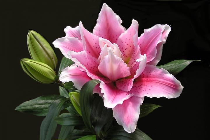 Pink Lily