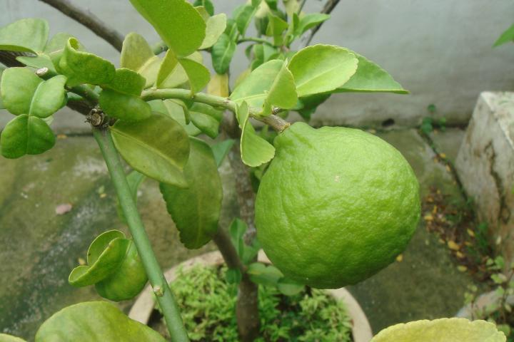 Kaffir lime