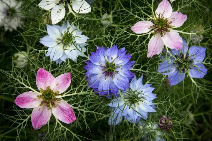 love-in-a-mist-flowers-2565387_1920_full_width.jpg