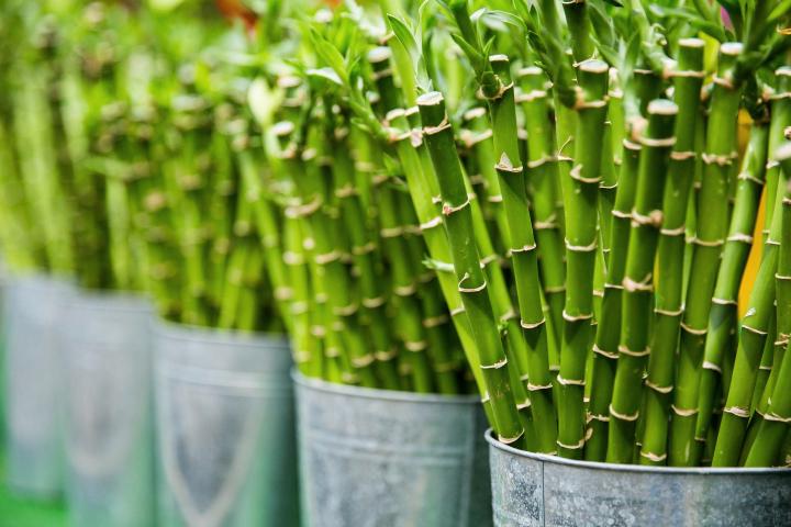 Lucky bamboo