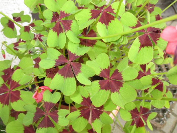 Lucky Clover (Oxalis tetraphylla)