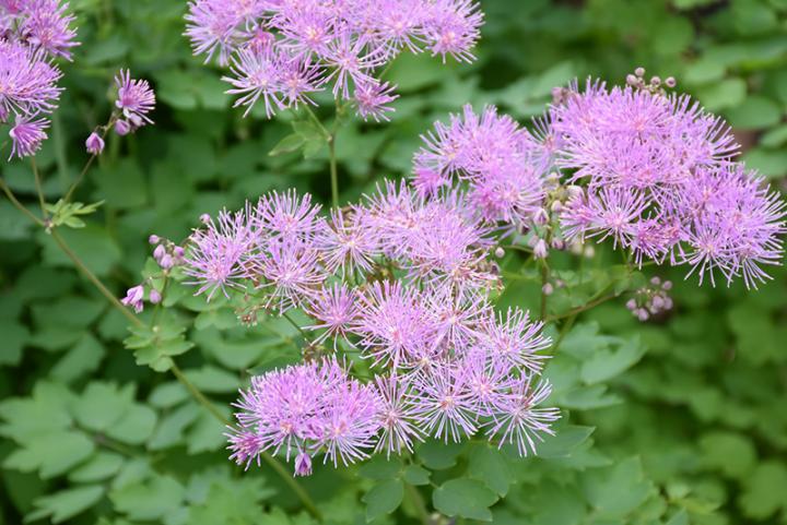 Thalictrum (Meadow Rue)