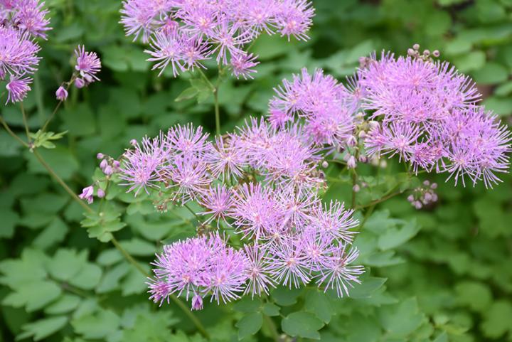  Thalictrum (Meadow Rue)