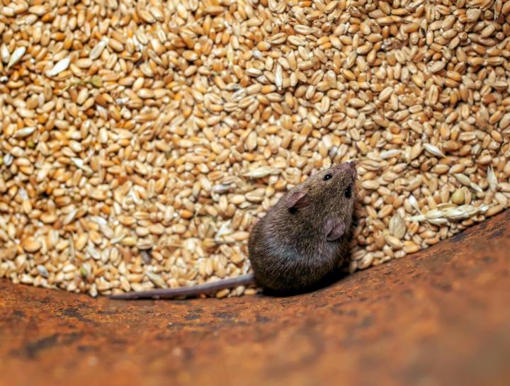 a big dead rat lies on cracked ground. pest and rodent poisoned by