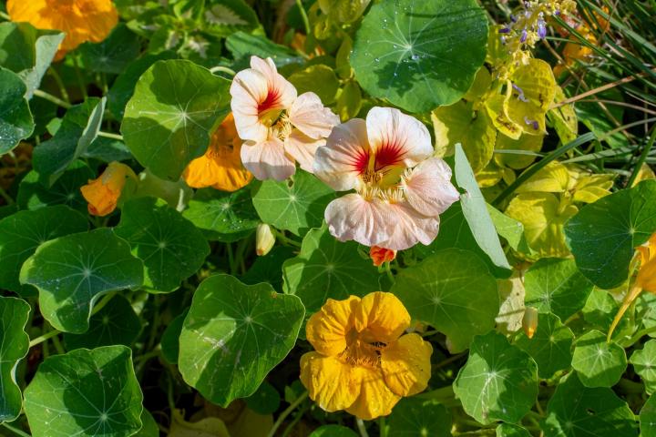 Nasturtiums with colorful flowers