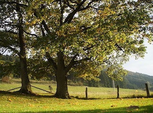 oak-tree