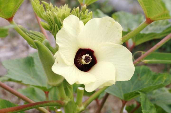 Okra flower