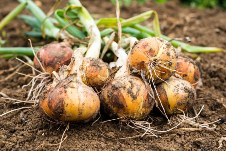 onion harvest rootstocks gi crop full width - نشاء پیاز 3 ماهه سفید چیست ؟