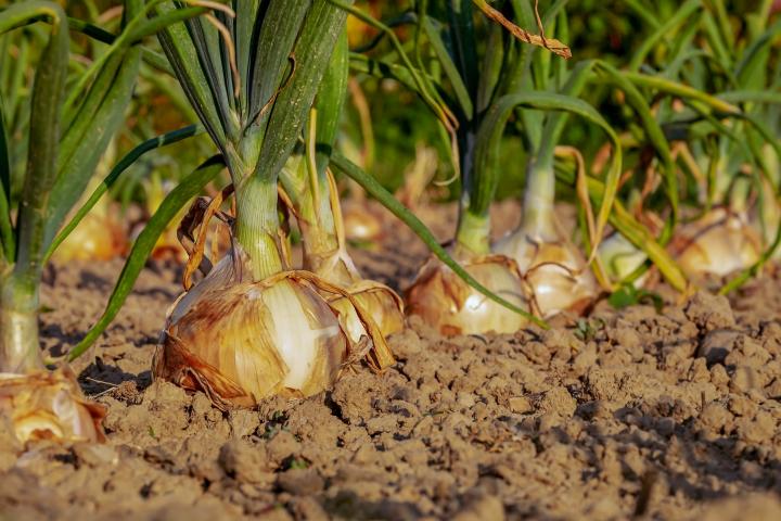 Onions: Planting, Growing, and Harvesting Onions | The Old Farmer's Almanac