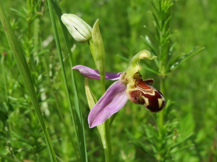 ophrys-apifera-855469_1920_full_width.jpg