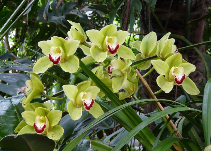 Cymbidium orchids