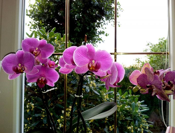 Top 10 DON'Ts when Growing Orchids - tips for orchid beginners