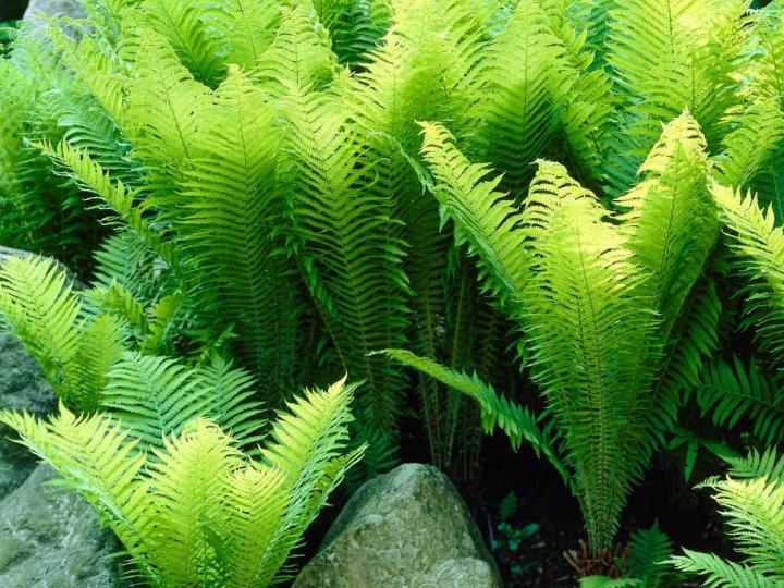 ostrich-fern_full_width.jpeg