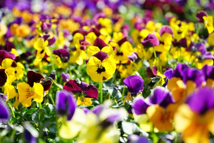 Pansies in a field