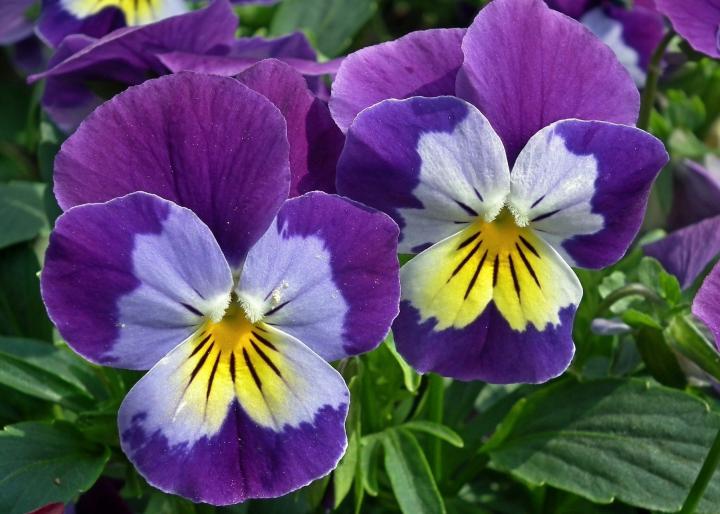 Image result for pansies