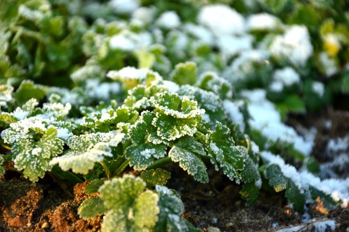 parsley-frosted.jpg