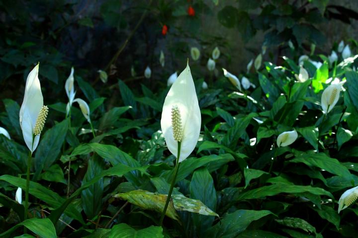 Peace Lily plant and flower