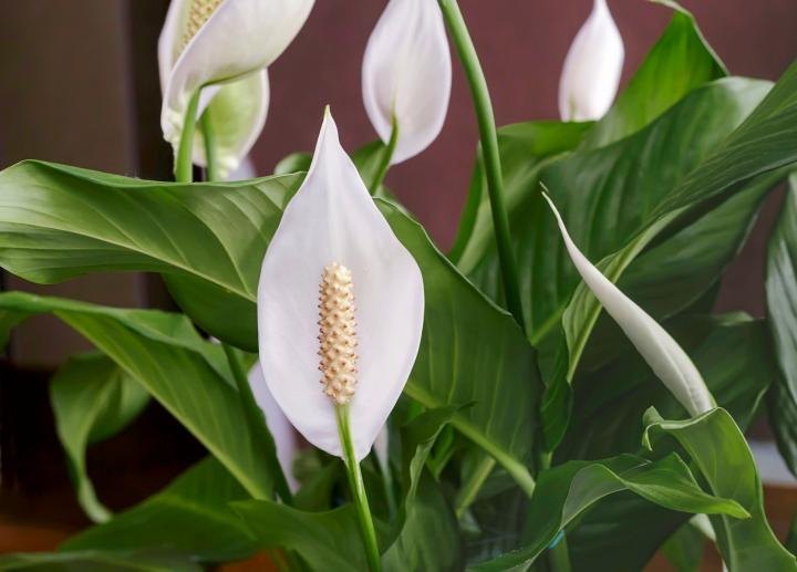 Peace lily. Photo by Georgina198/Getty Images
