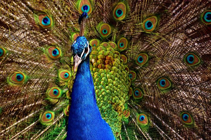 peacock