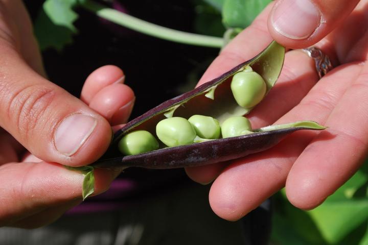 Shelled peas in a hand