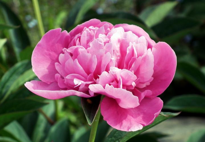 Peony in pink