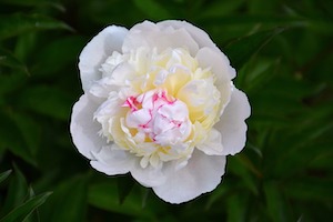 peony