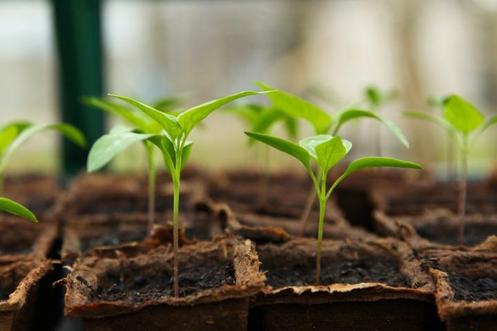 How to Start Seeds Indoors: Growing Vegetables from Seed | The Old Farmer's  Almanac
