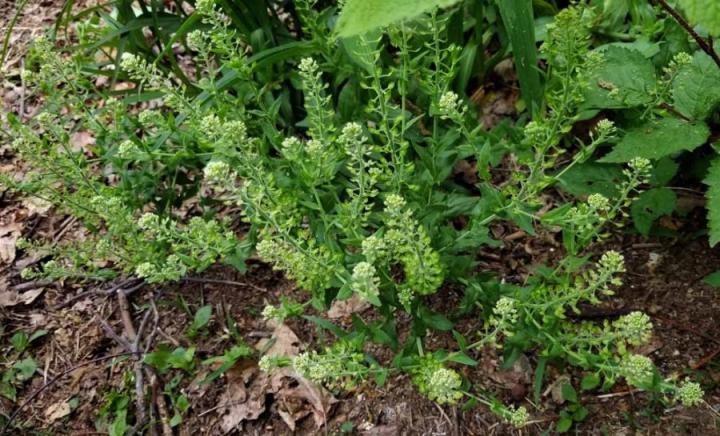 peppergrass-lepidium-virginicum_full_width.jpg