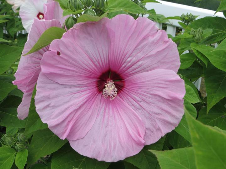 Perennial Hibiscus, also known as Rose Mallow