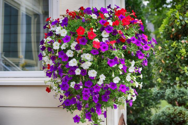 How To Keep Your Petunias Looking Full And Flowering- Petunia Care - Youtube