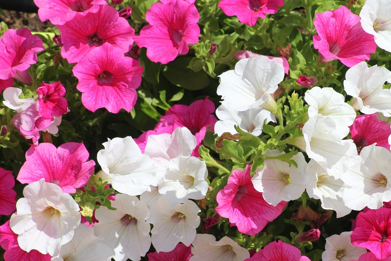 Petunias How to Plant, Grow, and Care for Petunias   The Old ...