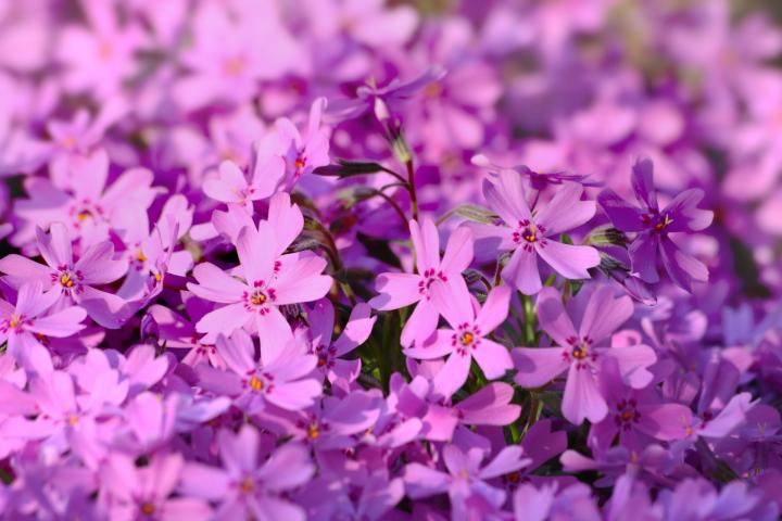 pink Phlox flowers