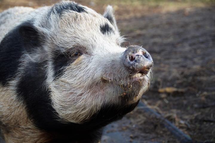 The Perks of Pigs: Fun Facts About Pigs | The Old Farmer's Almanac