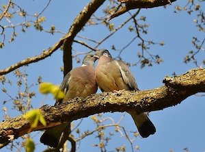 pigeons