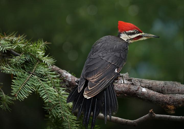 pileated-woodpecker-3537684_1920_full_width.jpg