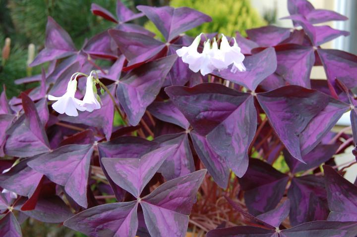 Purple Shamrock (Oxalis triangularis)