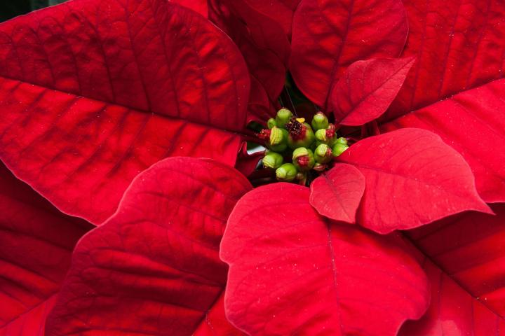 poinsettia-225325_1920_full_width.jpg